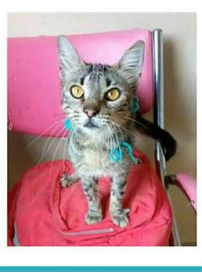 Gato ra a srd tigradinha idade 7 a 11 meses nome NINA