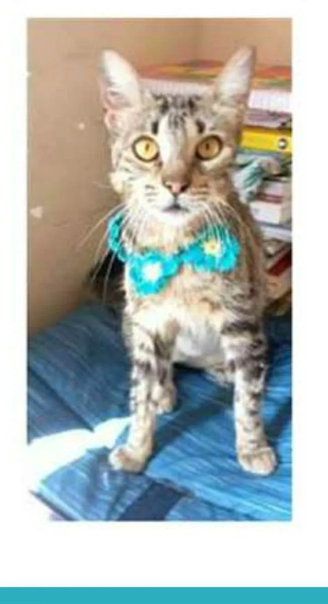 Gato ra a srd tigradinha idade 7 a 11 meses nome NINA