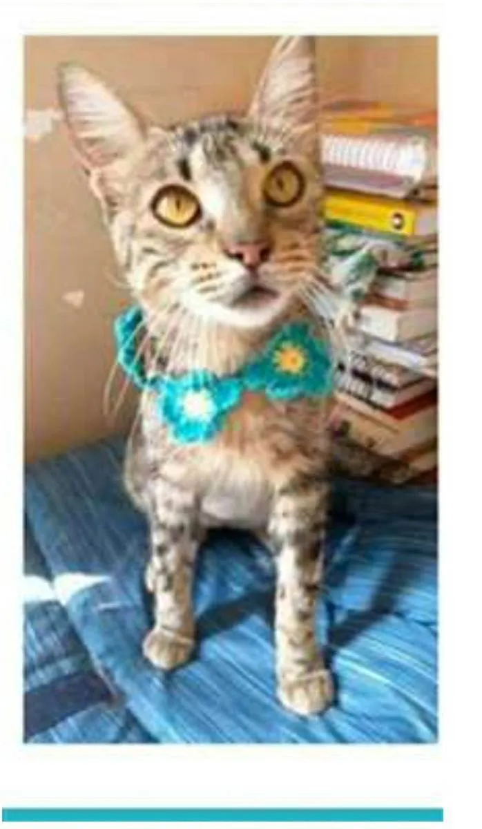 Gato ra a srd tigradinha idade 7 a 11 meses nome NINA