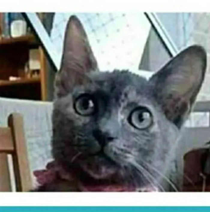 Gato ra a srd escaminha  idade 2 a 6 meses nome MARIA