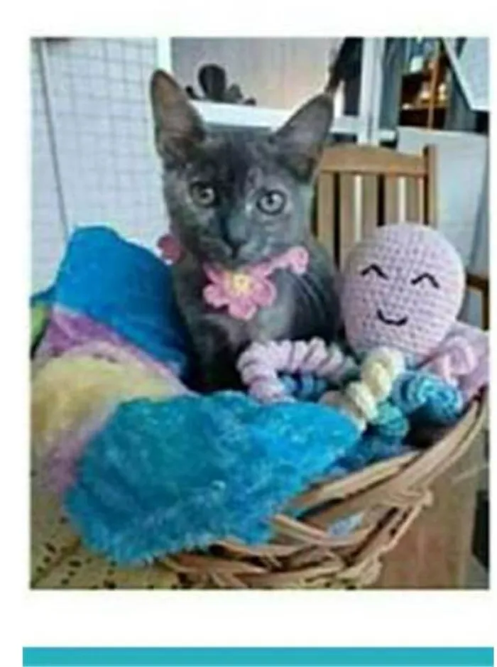 Gato ra a srd escaminha  idade 2 a 6 meses nome MARIA