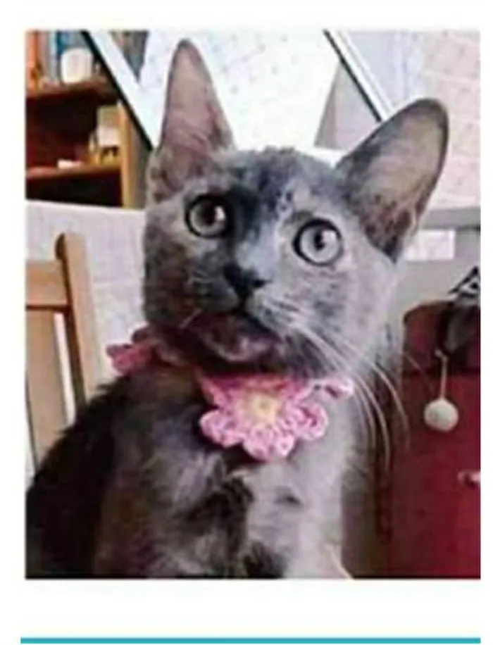 Gato ra a srd escaminha  idade 2 a 6 meses nome MARIA