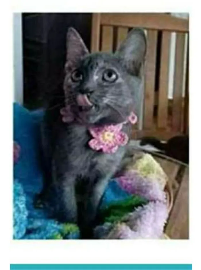 Gato ra a srd escaminha  idade 2 a 6 meses nome MARIA