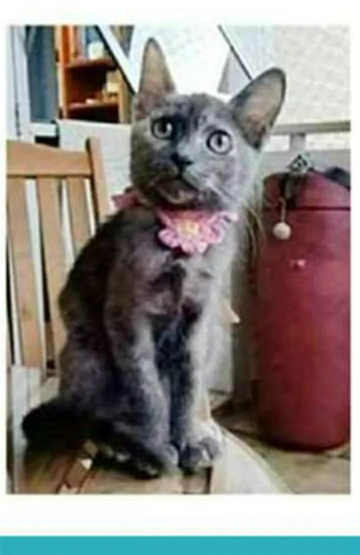 Gato ra a srd escaminha  idade 2 a 6 meses nome MARIA