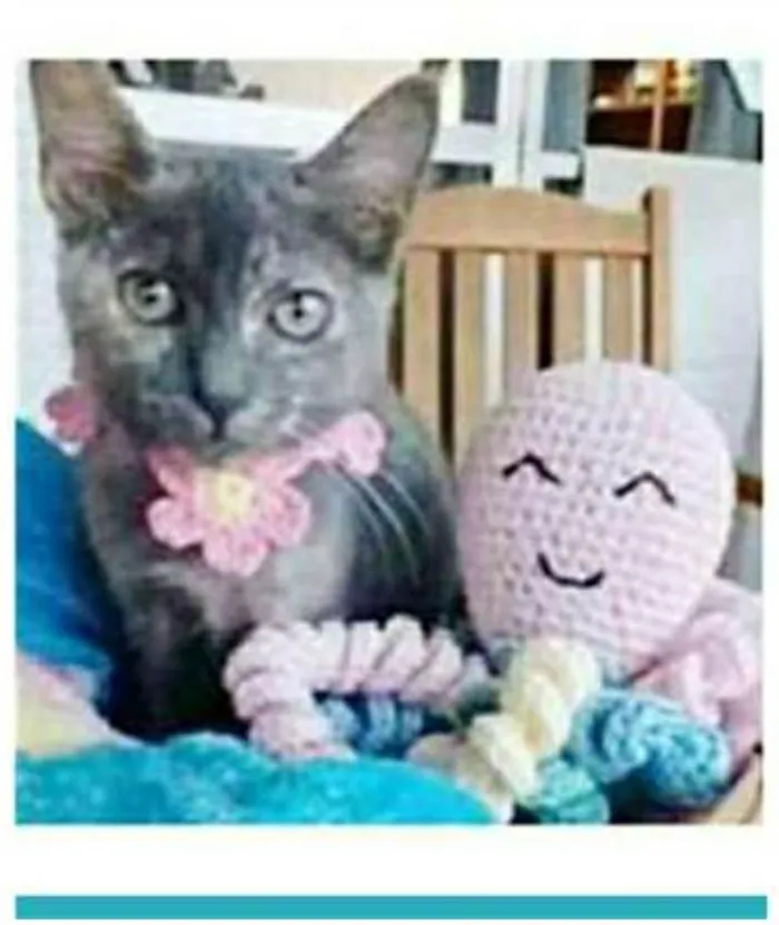 Gato ra a srd escaminha  idade 2 a 6 meses nome MARIA