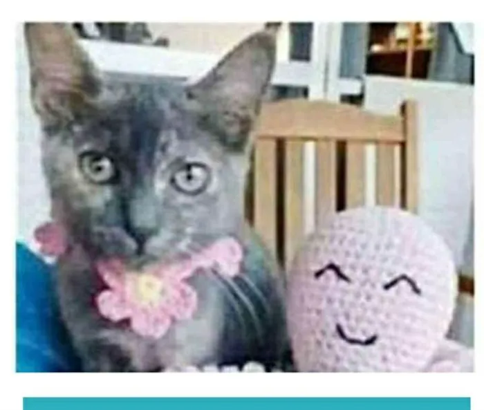 Gato ra a srd escaminha  idade 2 a 6 meses nome MARIA