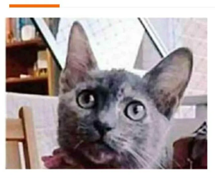 Gato ra a srd escaminha  idade 2 a 6 meses nome MARIA