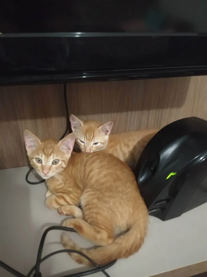 Gato ra a Sem raça definida idade 2 a 6 meses nome Sem nome