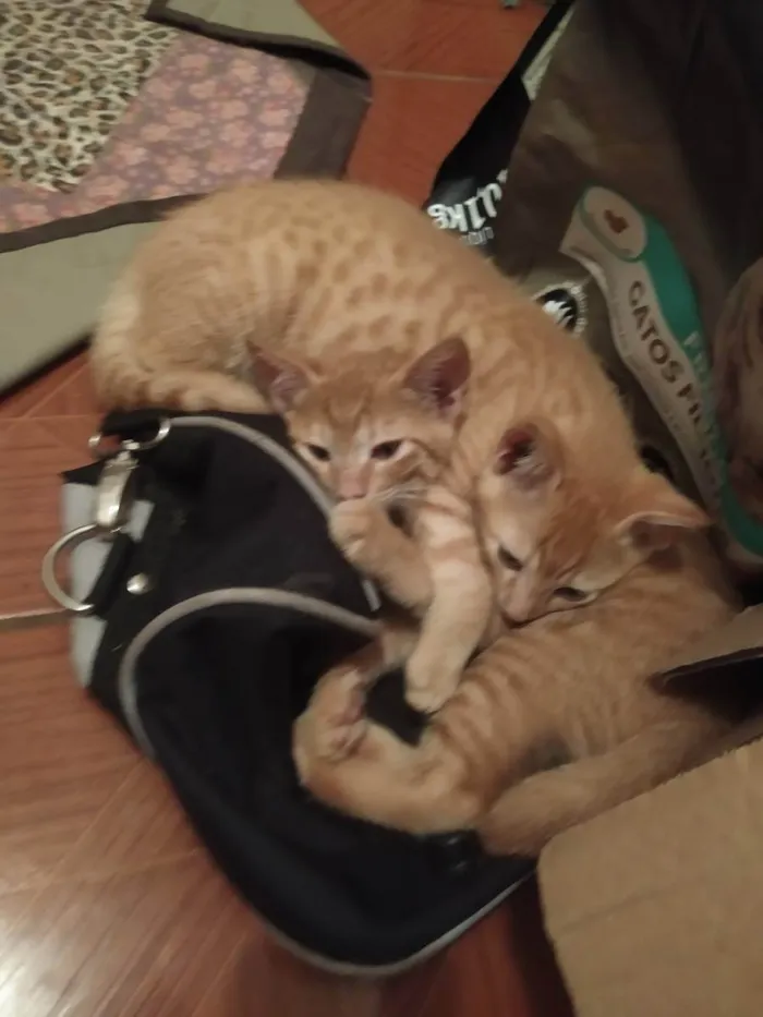 Gato ra a Sem raça definida idade 2 a 6 meses nome Sem nome