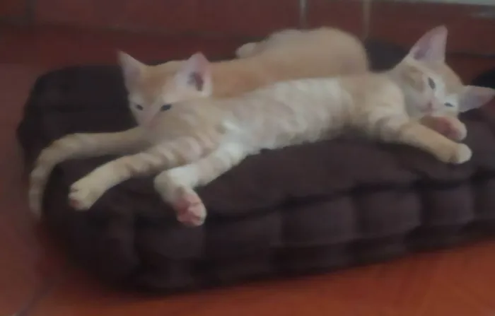 Gato ra a Sem raça definida idade 2 a 6 meses nome Sem nome
