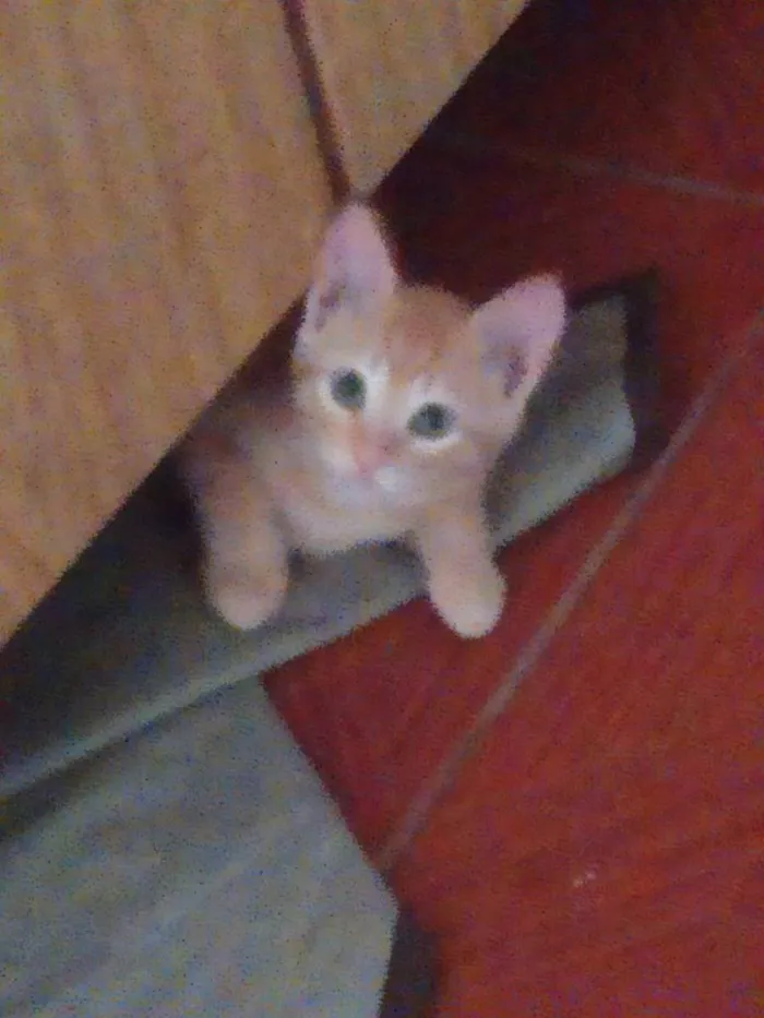 Gato ra a Sem raça definida idade 2 a 6 meses nome Sem nome