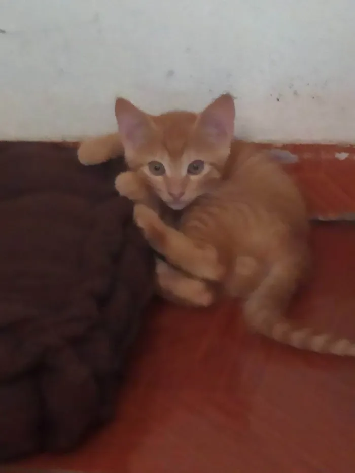Gato ra a Sem raça definida idade 2 a 6 meses nome Sem nome