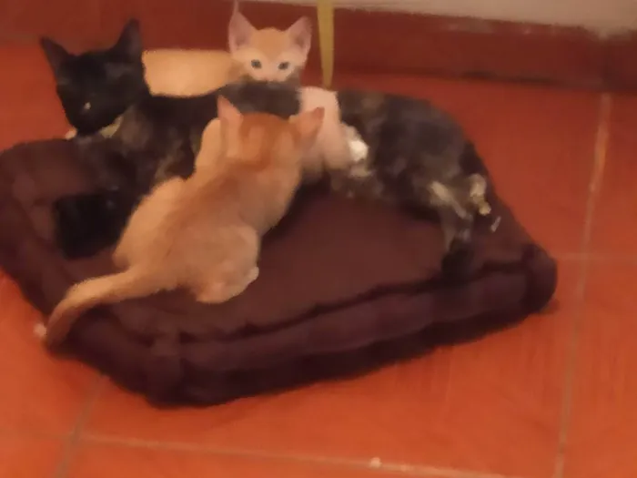 Gato ra a Sem raça definida idade 2 a 6 meses nome Sem nome