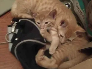 Gato raça Sem raça definida idade 2 a 6 meses nome Sem nome