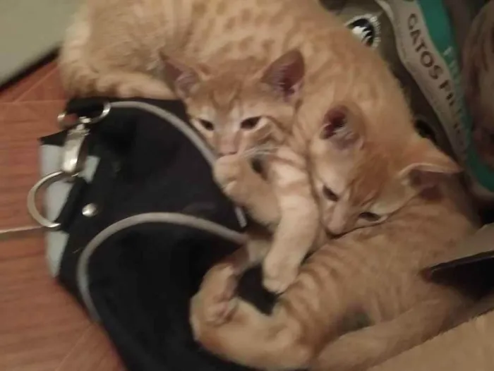 Gato ra a Sem raça definida idade 2 a 6 meses nome Sem nome