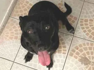 Cachorro raça SRD idade 3 anos nome Bisteca