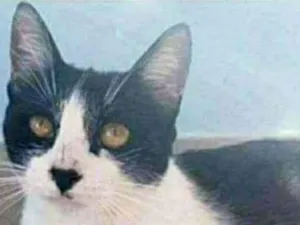 Gato raça srd frajolinha  idade 1 ano nome MAGGIE