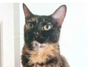 Gato raça srd escaminha  idade 5 anos nome MEG