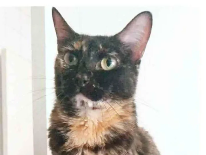 Gato ra a srd escaminha  idade 5 anos nome MEG