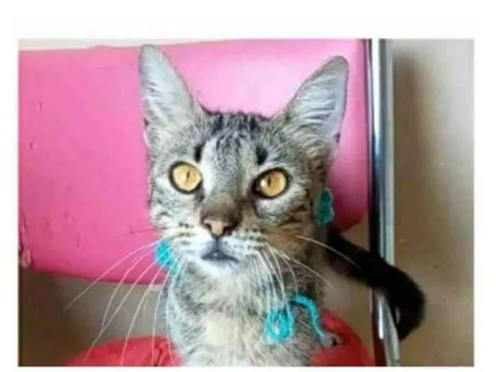 Gato ra a srd tigradinha idade 7 a 11 meses nome NINA
