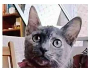 Gato raça srd escaminha  idade 2 a 6 meses nome MARIA