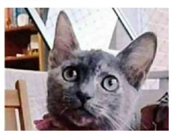 Gato ra a srd escaminha  idade 2 a 6 meses nome MARIA