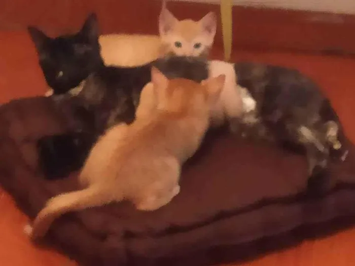 Gato ra a Sem raça definida idade 2 a 6 meses nome Sem nome