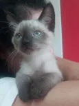 Gato raça SRD idade 2 a 6 meses nome Tico & Teca