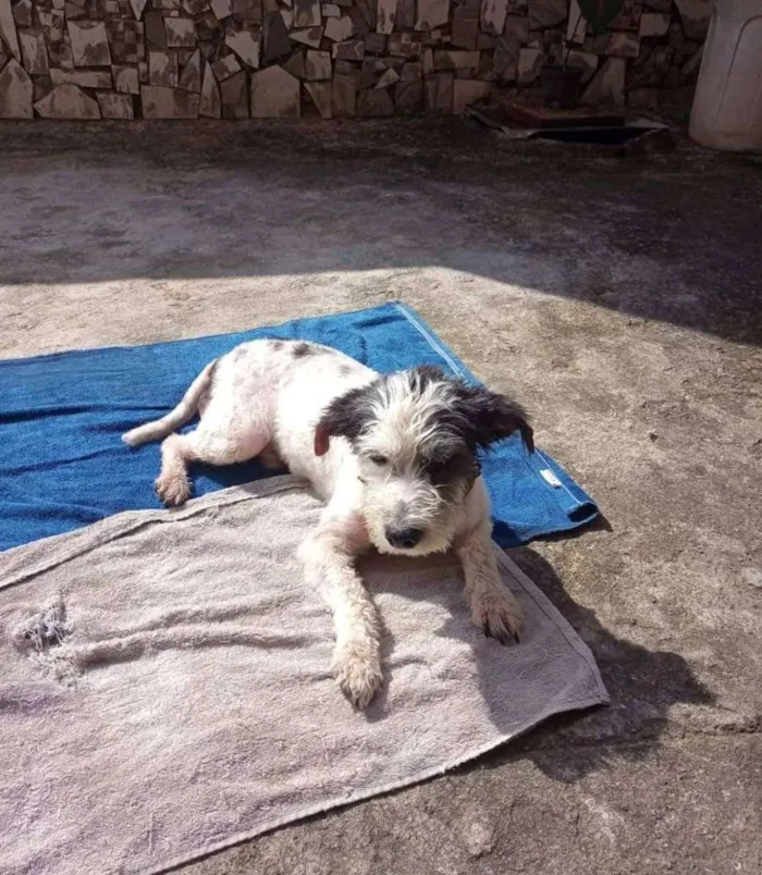 Cachorro ra a SRD idade 1 ano nome Bethoven