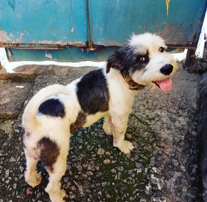 Cachorro ra a SRD idade 1 ano nome Bethoven