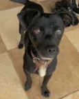 Zulu 