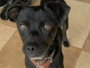 Cachorro raça Mestiço idade 2 a 6 meses nome Zulu 