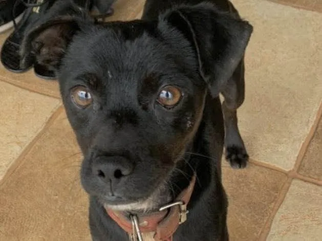 Cachorro ra a Mestiço idade 2 a 6 meses nome Zulu 