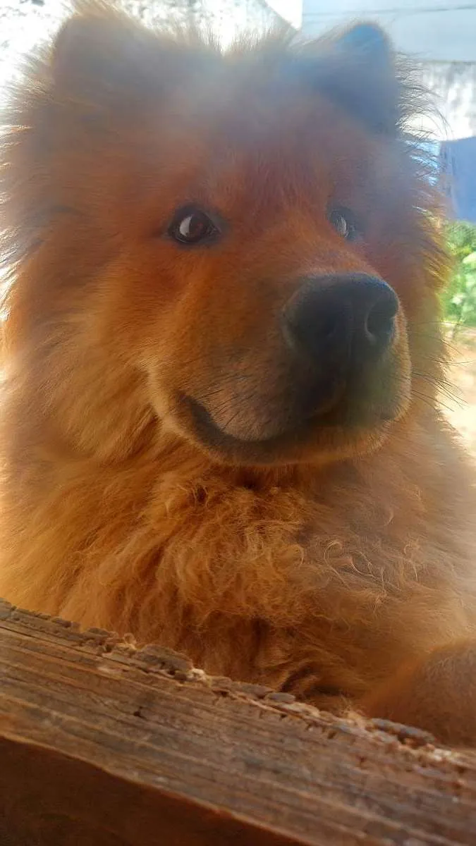 Cachorro raça Chowchow idade 7 a 11 meses nome Duque