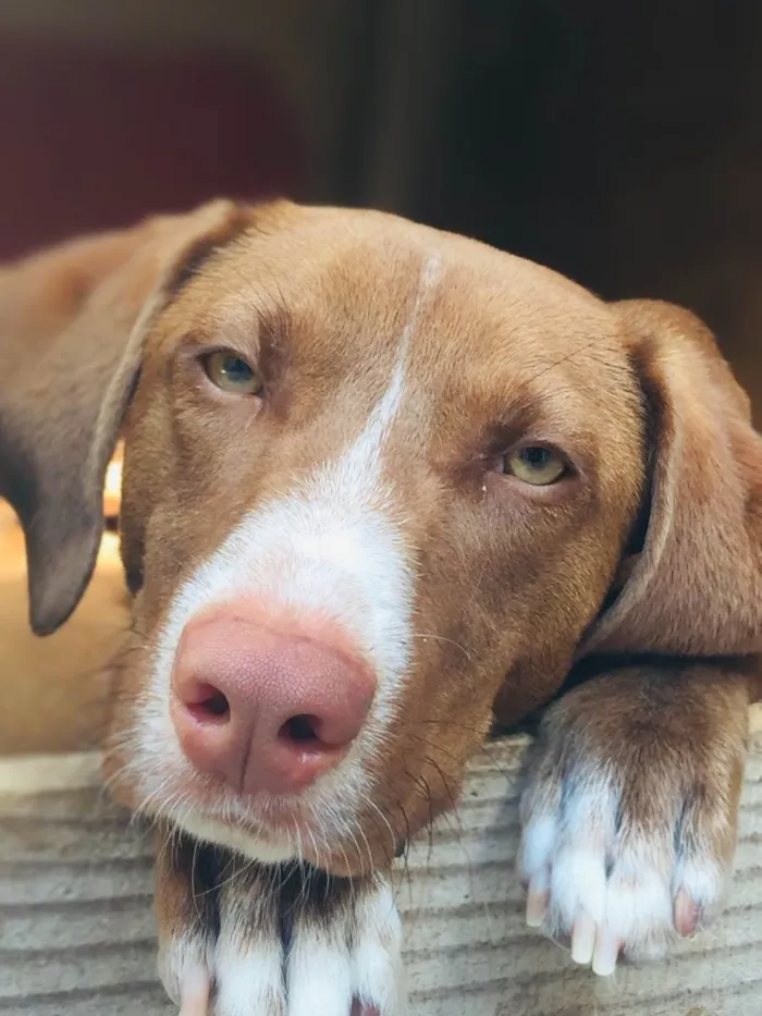 Cachorro ra a Vira-lata idade 1 ano nome Zayon 