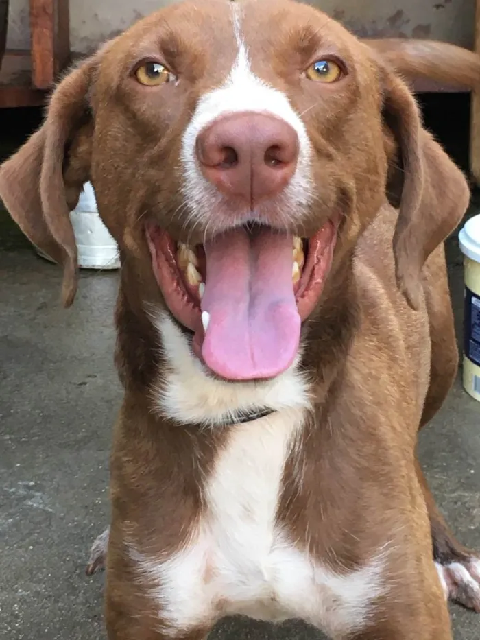 Cachorro ra a Vira-lata idade 1 ano nome Zayon 