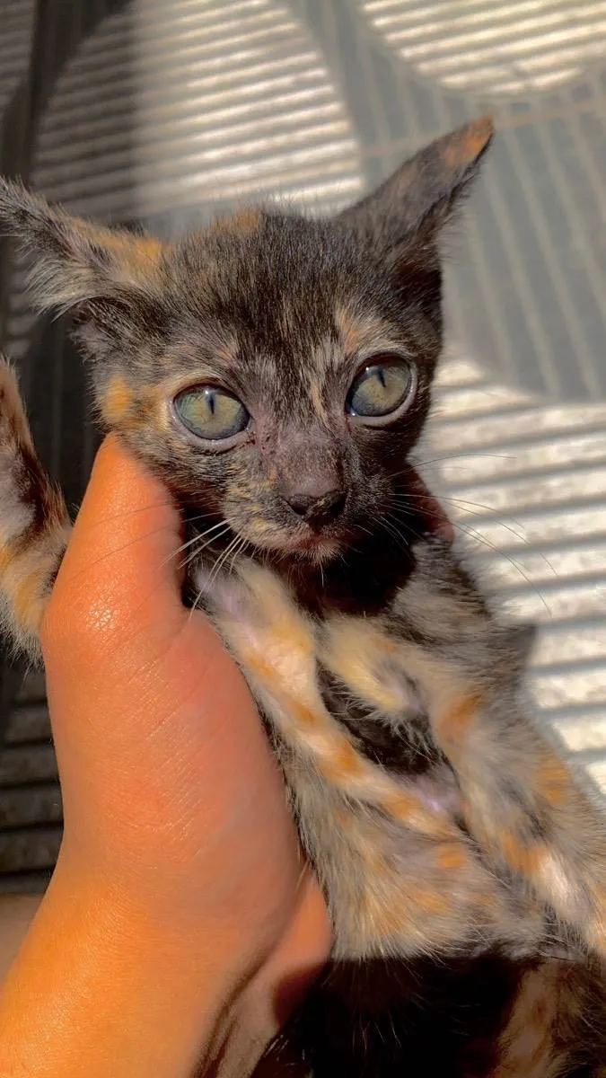 Gato ra a  idade 2 a 6 meses nome Mila 