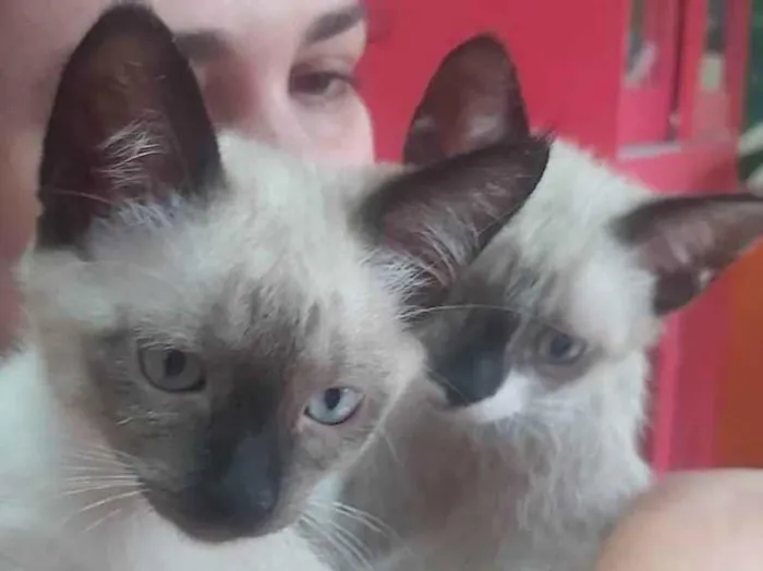 Gato raça SRD idade 2 a 6 meses nome Tico & Teca