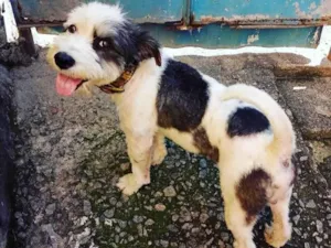 Cachorro raça SRD idade 1 ano nome Bethoven