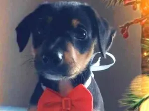 Cachorro raça Linda idade Abaixo de 2 meses nome Max