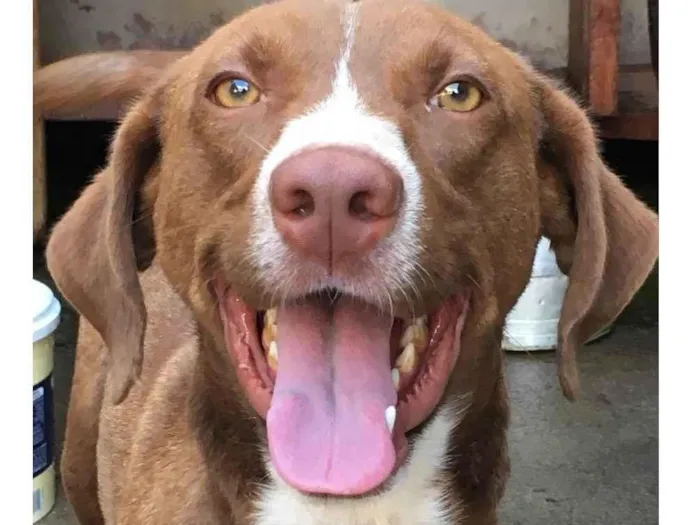 Cachorro ra a Vira-lata idade 1 ano nome Zayon 