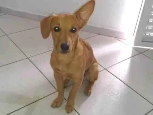 Cachorro raça SRD idade 3 anos nome Uber