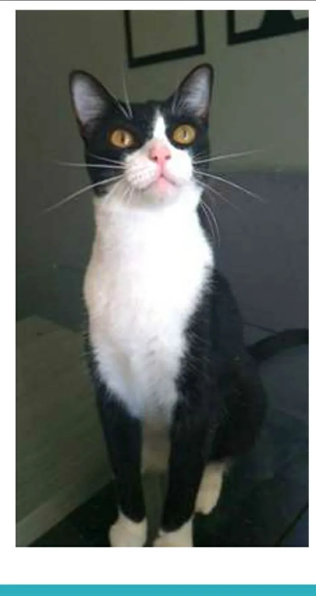 Gato raça srd frajolinha  idade 2 anos nome MARGÔ