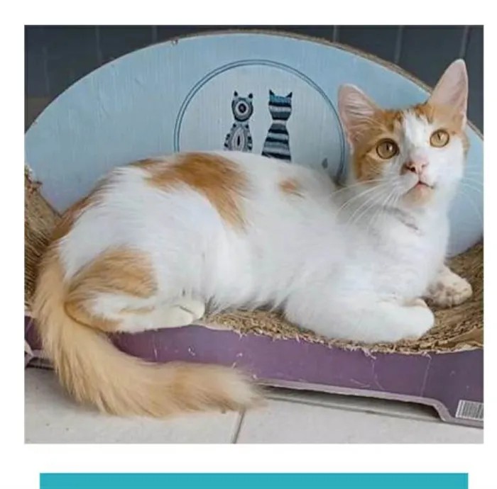 Gato ra a srd bicolor idade 1 ano nome OZZY