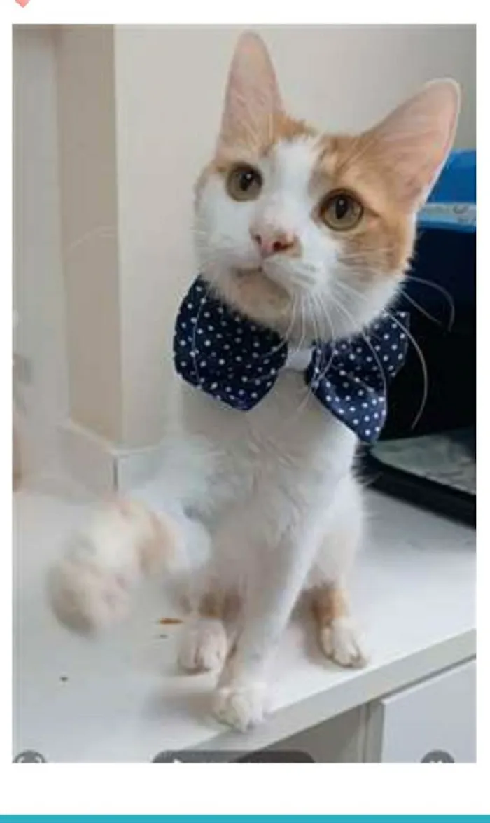 Gato ra a srd bicolor idade 1 ano nome OZZY