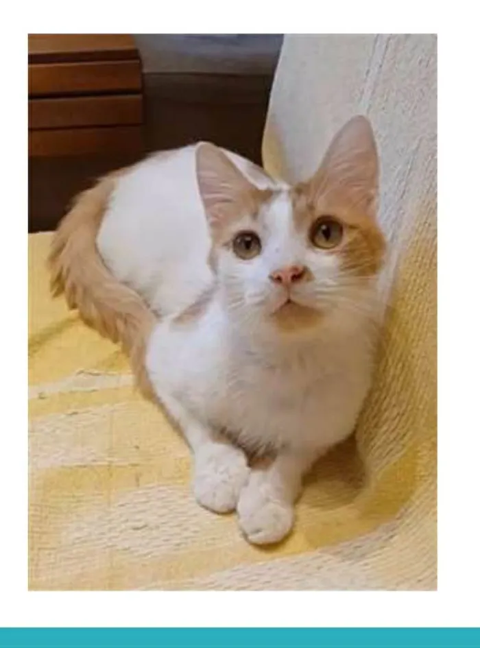 Gato ra a srd bicolor idade 1 ano nome OZZY