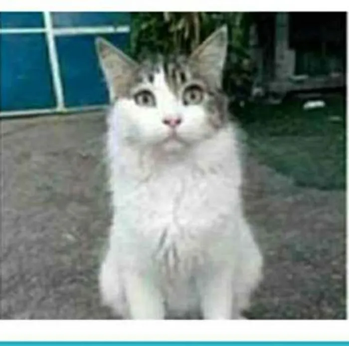 Gato raça srd bicolor idade 1 ano nome FIONA