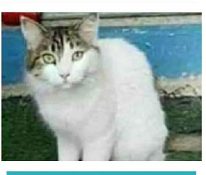 Gato raça srd bicolor idade 1 ano nome FIONA