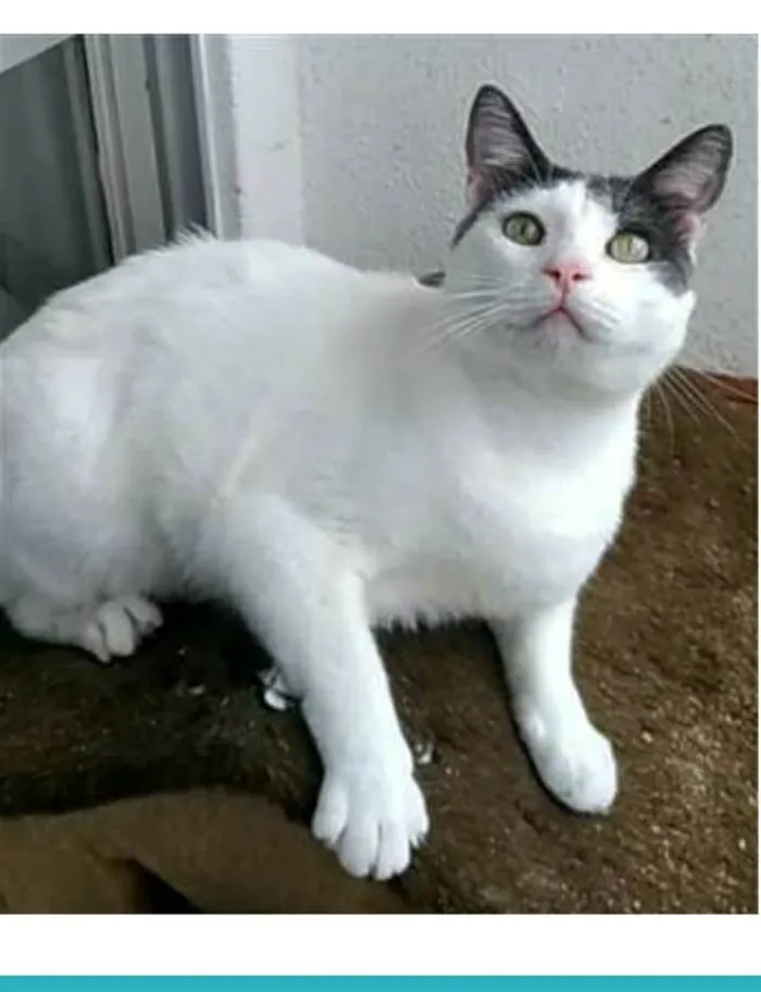 Gato raça srd bicolor idade 2 anos nome JOHN