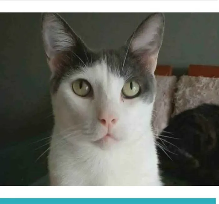 Gato raça srd bicolor idade 2 anos nome JOHN